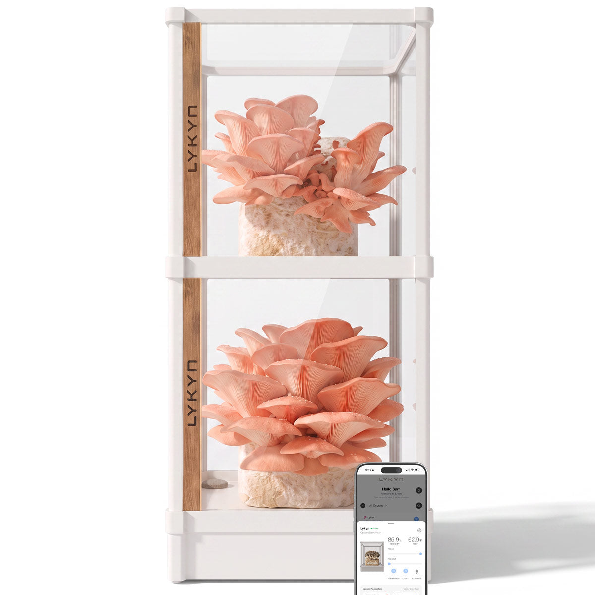 Lykyn white double-tier mushroom grow box growing pink oyster and lions mane blocks side by side