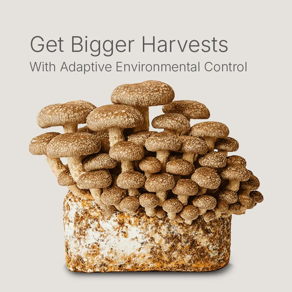 Lykyn double-layer mushroom grow box grows two fruiting blocks at once for bigger harvests